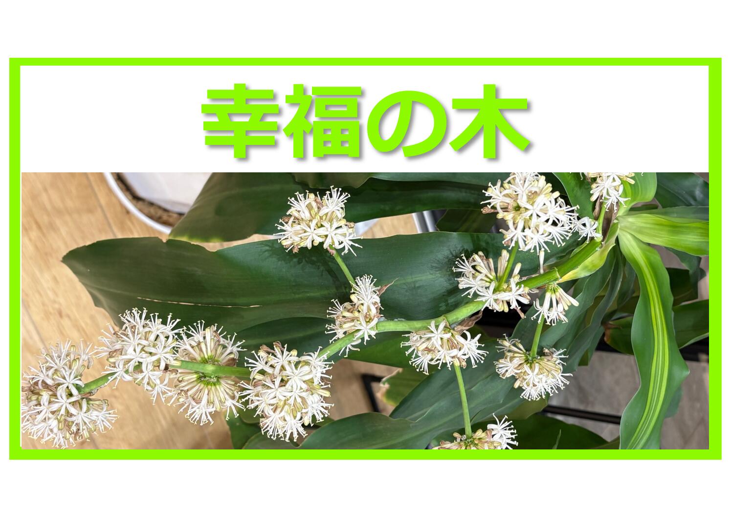 幸福の木に花が咲きました🌸